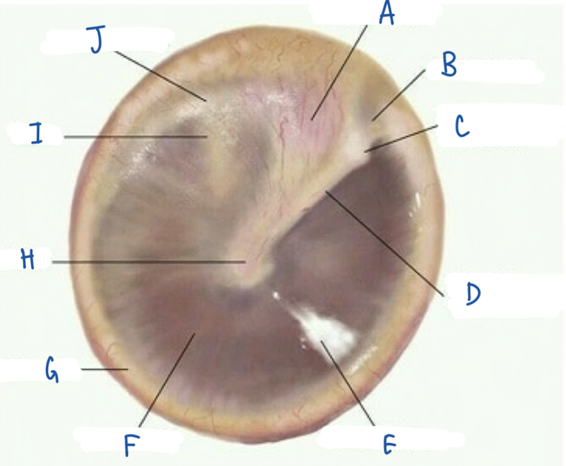 <p>What part of the tympanic membrane is labeled A?</p>