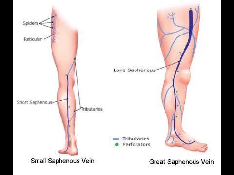 <ul><li><p>greater saphenous vein</p></li><li><p>lesser saphenous vein</p></li></ul><p></p>