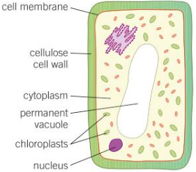 <p>Adaptations of photosynthetic cells:</p><ul><li><p>Contain specialised green structures called chloroplasts - contain chlorophyll that traps the light needed for photosynthesis.</p></li><li><p>Usually positioned in continuous layers in the leaves and outer layers of the stem of a plant - absorb as much light as possible.</p></li><li><p>Large permanent vacuole - helps keep cell rigid as a result of osmosis. Also keeps the leaf spread out to capture as much light as possible.</p></li></ul>