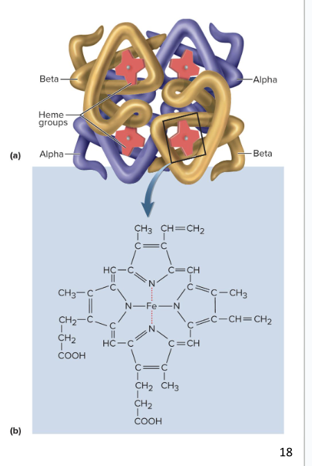 <ul><li><p>4 protein chains (globins)</p><ul><li><p>adult Hb has 2 alpha and 2 beta chains</p></li><li><p>fetal Hb has 2 alpha and 2 gamma chains bc gamma has a higher affinity for O2</p></li><li><p>globins bind to CO2</p></li></ul></li><li><p>4 heme groups</p></li></ul><p></p>