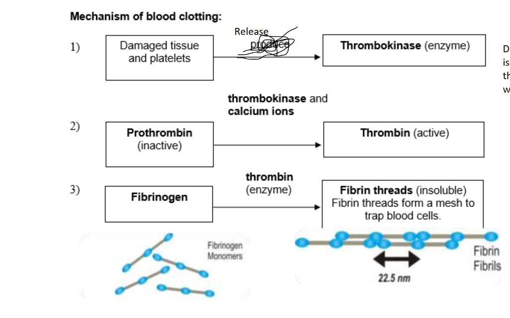 <p>Membrane bound fragmens of larger bone marrow cells. Play important role in blood clotting to form sticky plugs at wound sites and prevent excessive blood loss and prevent entry of foreign bodies and pathogens </p><p>Damaged tissue and platelets release thrombokinase, which is an enzyme that activates prothrombin into thrombin with help of calcium ions, and fibrinogen is turned into fribrin threads to form mesh that traps blood cells  </p>