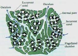 Extensive branched canal system