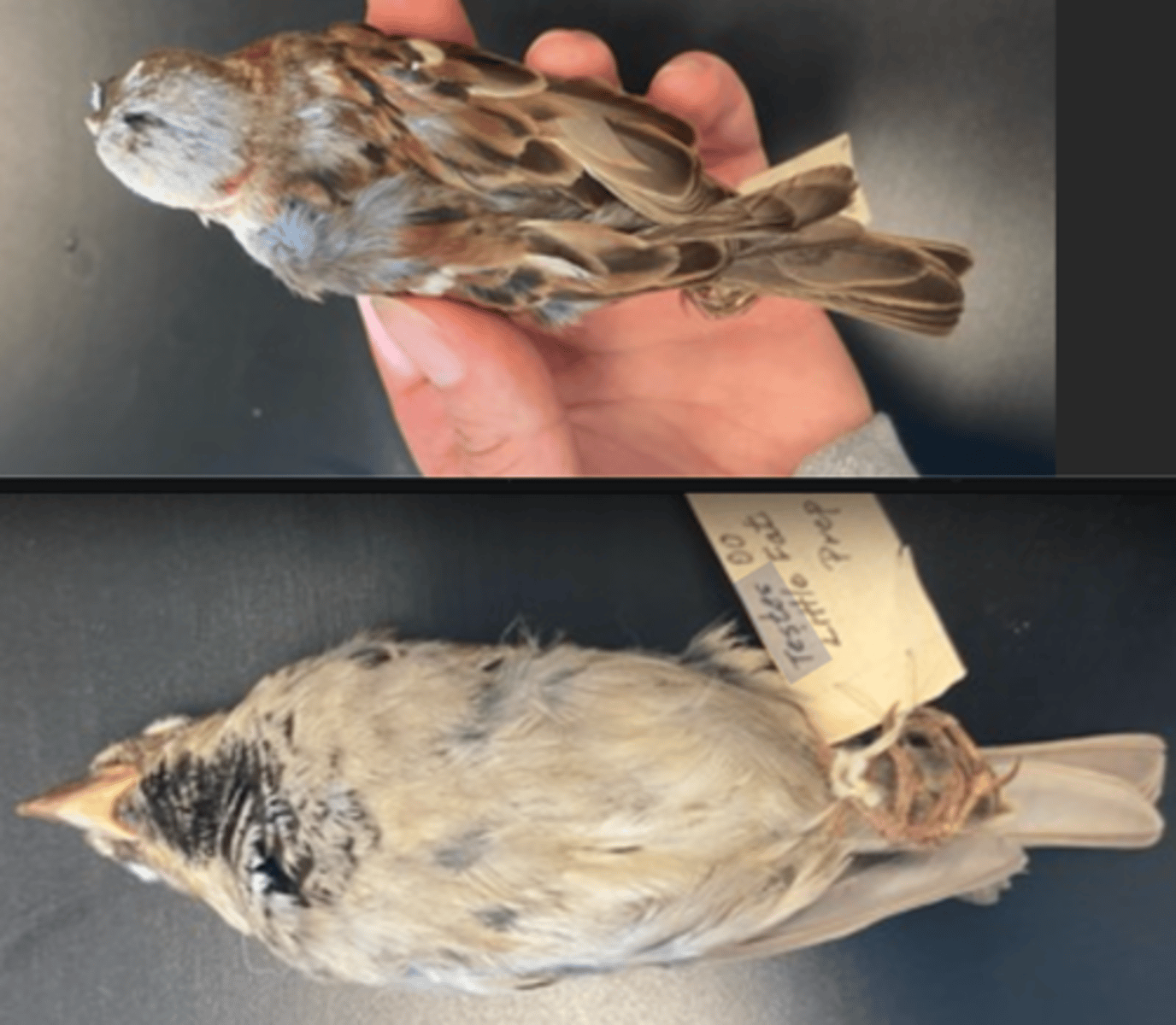<p>DIET</p><p>- seeds </p><p>- insects, </p><p>- handouts from humans</p><p>---------------------------</p><p>BEAK</p><p>- stouter</p><p>- black bill</p><p>---------------------------</p><p>FOOT MORPHOLOGY</p><p>- Anisodactyl</p>