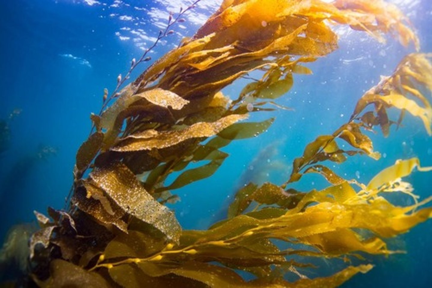 <p>Brown algae like Sargassum can be sessile or float in water.</p>