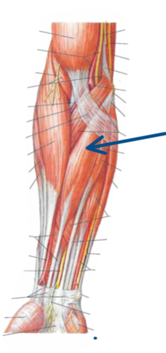 <p>Identify the innervation of the structure indicated by the arrow</p>