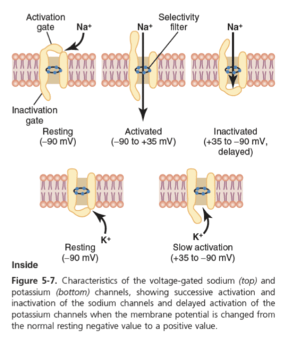 <p>What is resting membrane potential determined by? (2)</p>