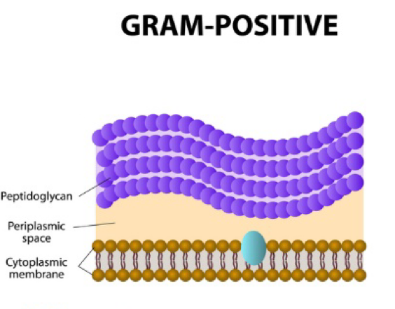 <p>Thick peptidoglycan layer</p><ul><li><p>Ex: strep </p></li></ul><p></p>