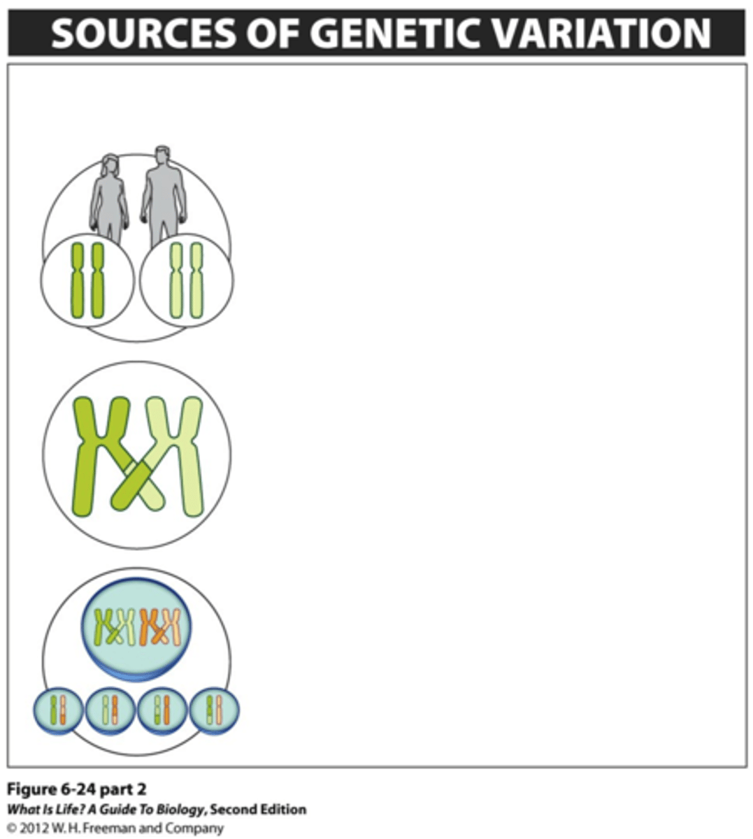 <p>1) Independent segregation of homologous chromosomes</p><p>2) Crossing over between homologous chromosomes</p>