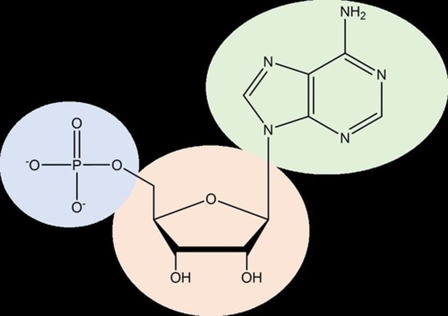 <p>A nitrogenous base, a five-carbon sugar (pentose), and a phosphate group.</p>