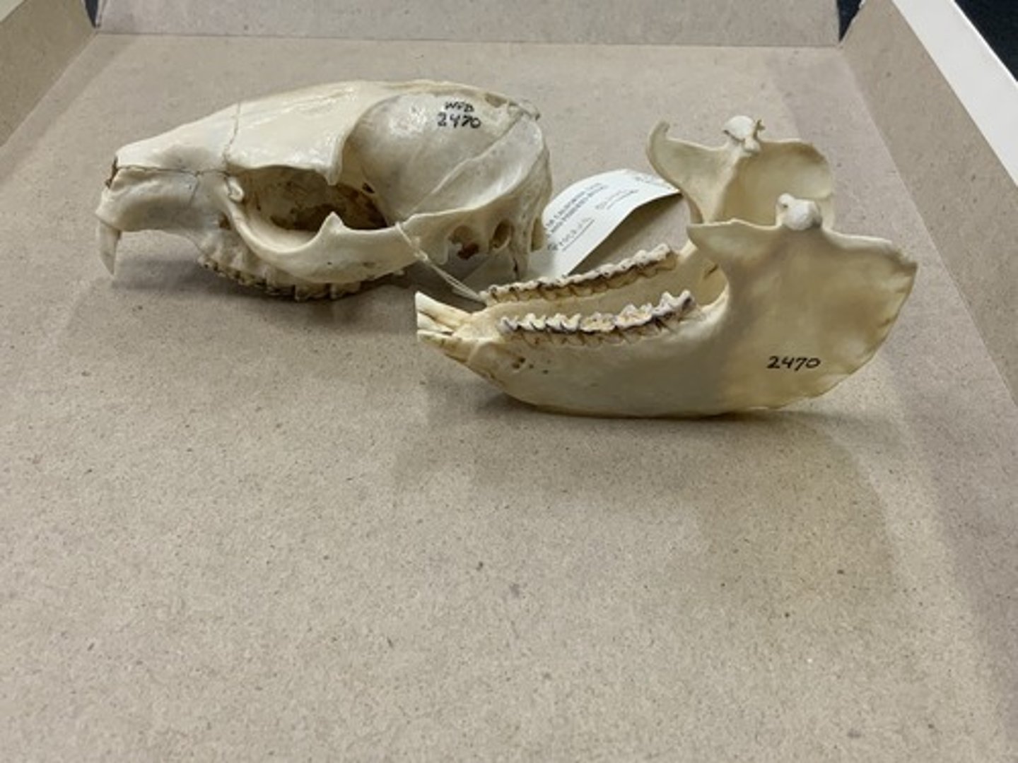 <p>Family, Order, Infraclass, Subclass</p><p>-prominent postorbital process of frontal bone</p><p>-interparietal bone</p><p>-incisor-like canine on upper mandible</p><p>-bilophodont, tall cusps</p>