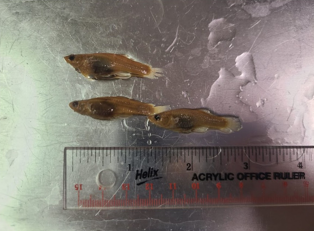 <p>What is the taxonomy, common name, and scientific name of this fish?</p>