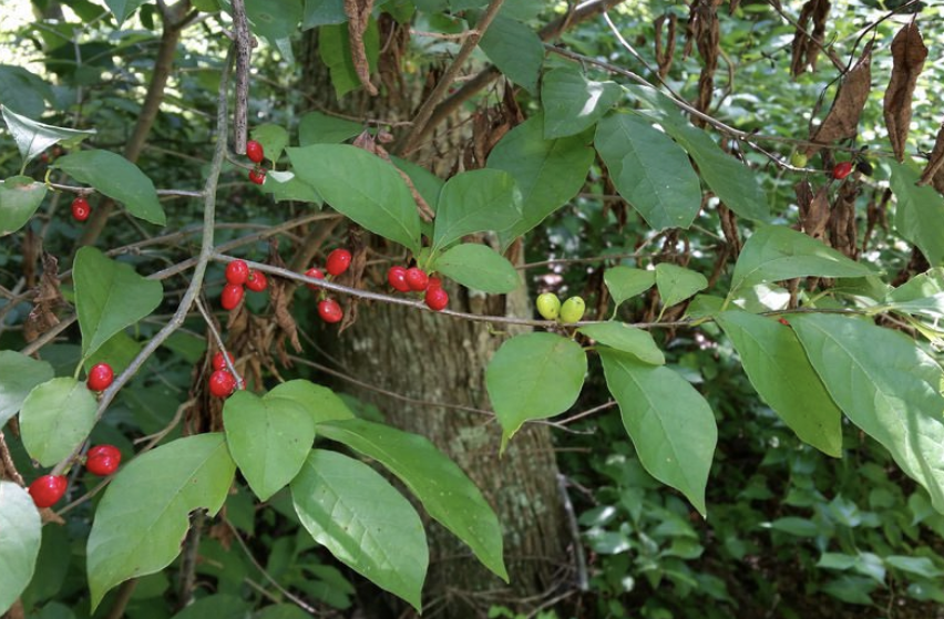 <p><em>Lindera benzoin</em></p><p>Lauraceae</p>