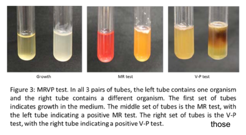 <p><strong>Positive:</strong> Bright red color<br><strong>Meaning:</strong> Mixed-acid fermentation</p>