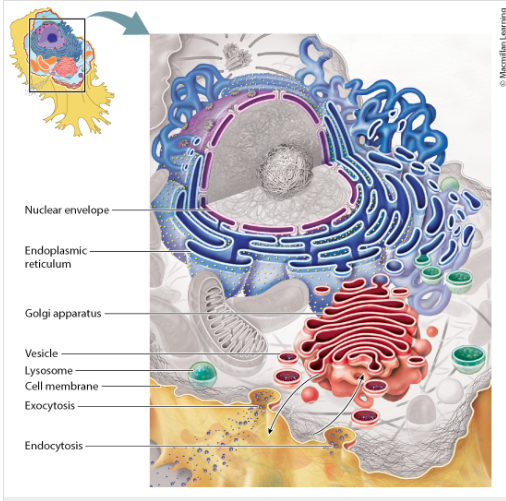 <p>It makes proteins (<strong>rough ER</strong>) and lipids (<strong>smooth ER</strong>), and helps with detox and calcium storage</p><p></p><p>Connected to the nuclear envelope</p>