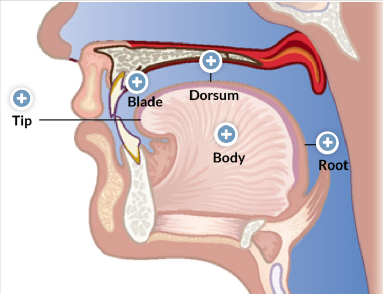 <ul><li><p><span style="background-color: transparent;"><strong><span>Tip</span></strong><span>: located nearest the front teeth when the tongue is at rest</span></span></p></li><li><p><span style="background-color: transparent;"><strong>Blade</strong>:<span> surface region that lies behind the tip and below the alveolar ridge of the maxilla and the anterior hard palate</span></span></p></li><li><p><span style="background-color: transparent;"><strong>Dorsum</strong><span>: lies behind the blade and below the posterior hard palate and velum.</span></span></p></li><li><p><span style="background-color: transparent;"><strong>Root</strong>:<span> faces the back of the pharynx and front of the epiglottis.</span></span></p></li><li><p><span style="background-color: transparent;"><strong>Body</strong><span>: central mass underlying the 4 other regions</span></span></p></li></ul><p></p>