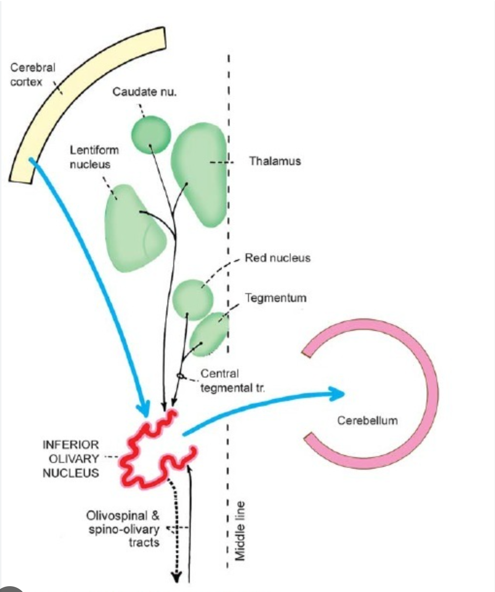 <p>Olivospinal Tract</p>