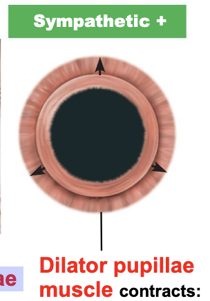 <p>dilator pupillae muscle contracts:</p>