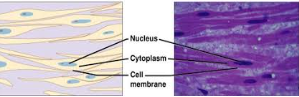 <p><span>1. BLANK muscle tissue <strong>lacks striations, </strong>is<strong> uni-nucleate</strong>, and<strong> consists of spindle-shaped&nbsp;cells.</strong></span></p><p style="text-align: justify"><span>2. This<strong> involuntary muscle </strong>is<strong> found in the walls of internal organs, </strong>and in the<strong> digestive tract, blood vessels,</strong> and <strong>urinary bladder.</strong></span></p>