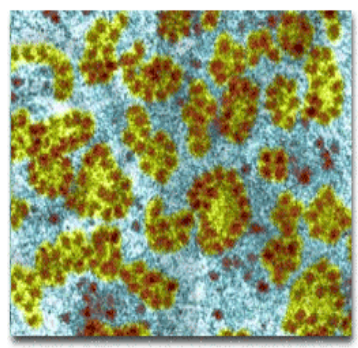 <p>ribosomes</p>