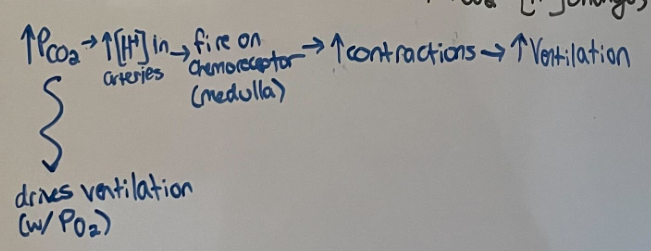 <p>if CO2 increases » pH lowers (acidic) » fires on chemoreceptors » increases ventilation</p>