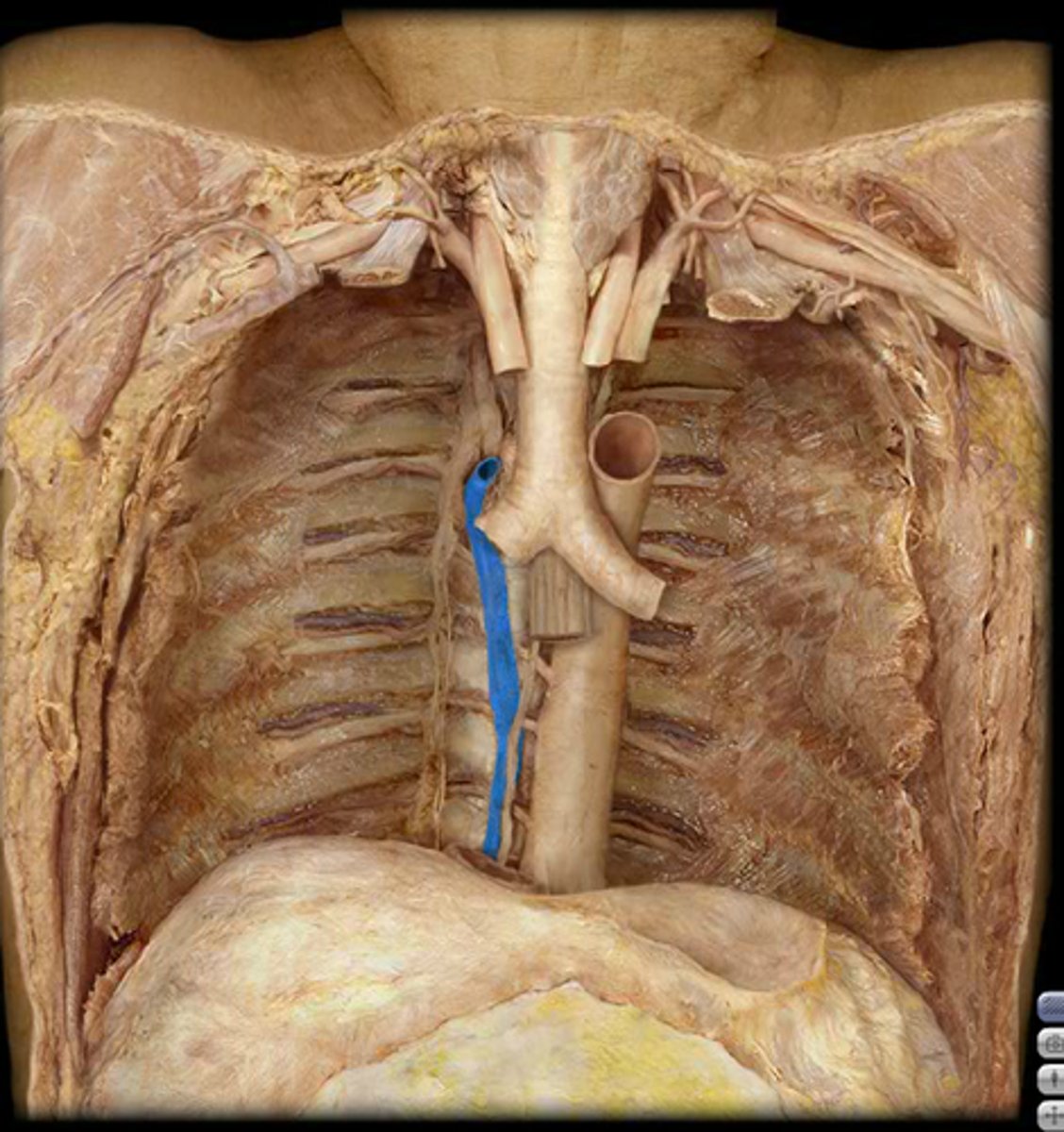 <p>superior vena cava joined by azygous vein before entering heart</p><p>azygous drains thoracic body wall</p>