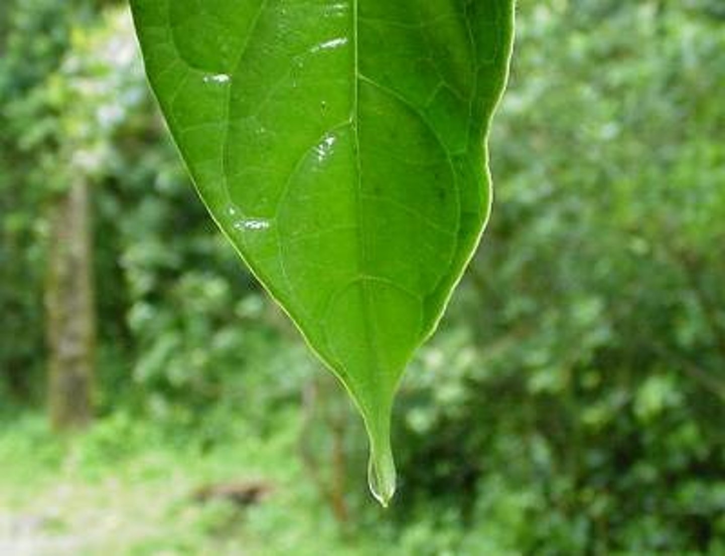 <p>Leaves that allow water to drip down onto the ground to avoid it being damaged by high amounts of rainfall.</p>