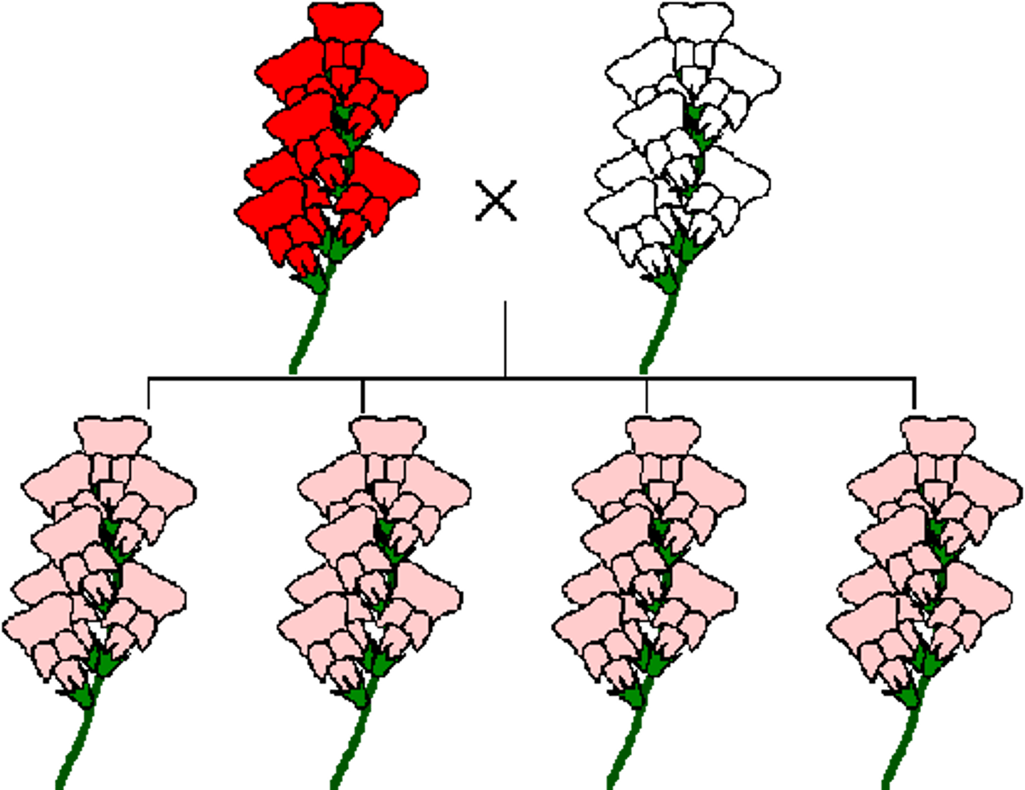 <p>alleles for the genes are neither dominant nor recessive</p>