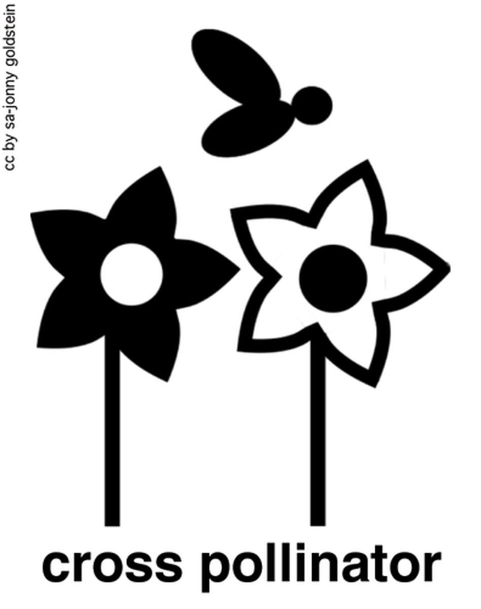 <p>The transfer of pollen grains from one plant to the stigma of a flower in another plant of the same species.</p>