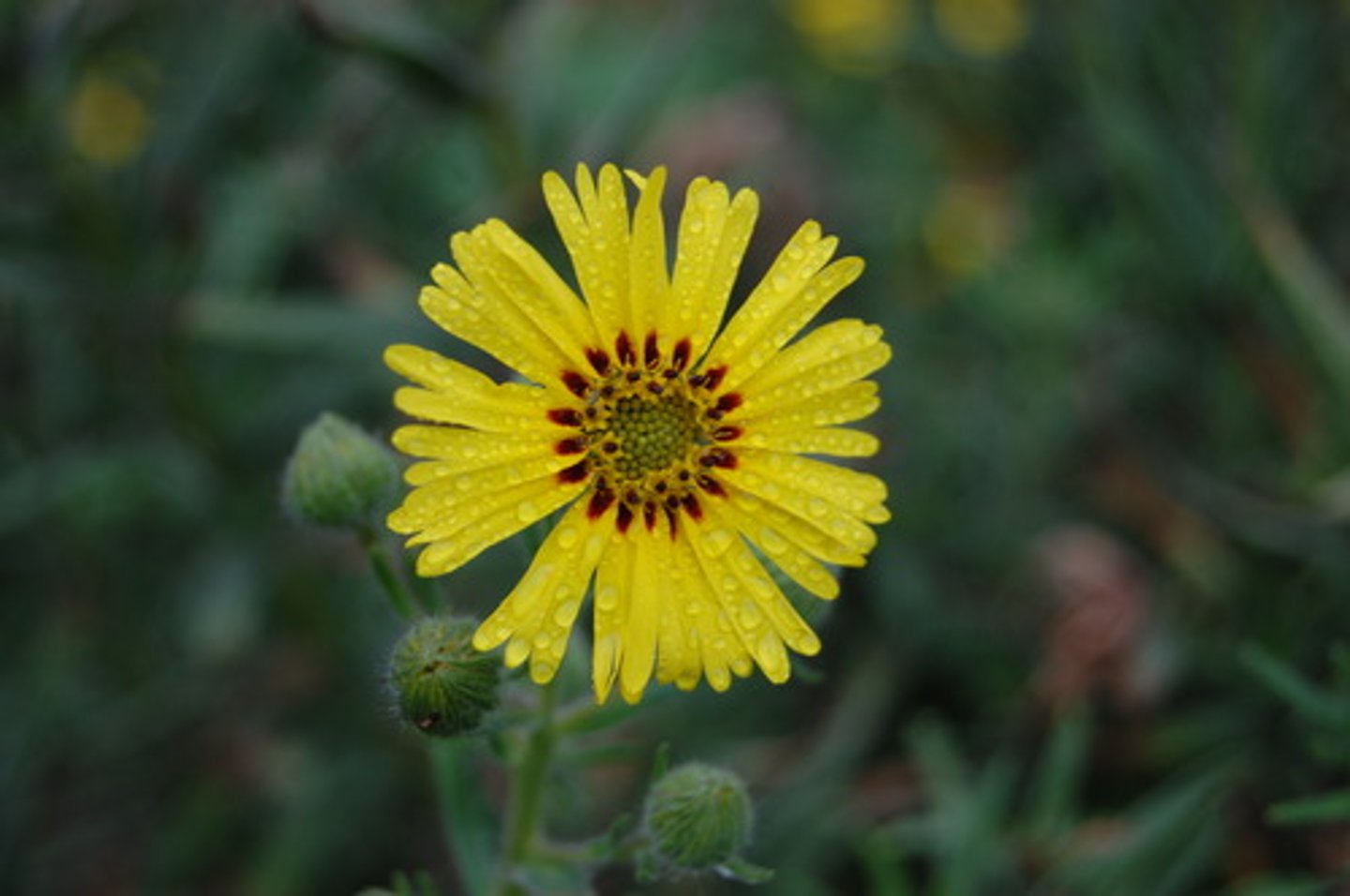<p>madia elegans (asteraceae)</p>