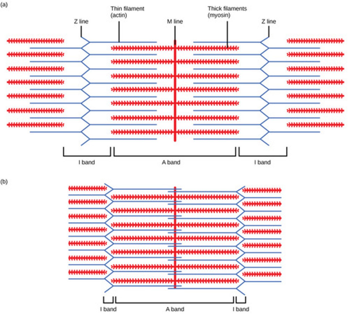 <p>Thick and thin filaments start to slide past one another. The sarcomere, I band, and H zone are narrower and shorter</p>