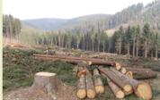 <p>Deforestation - Definition</p>