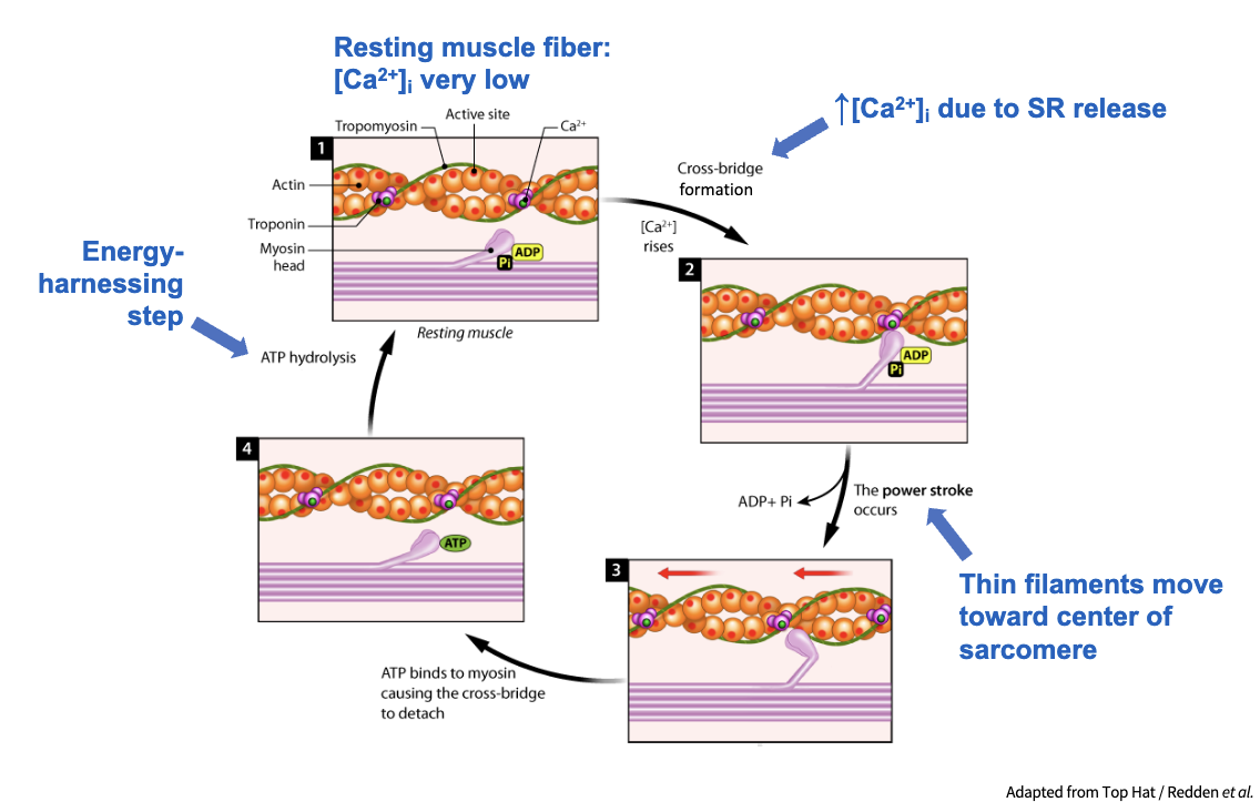 <ol><li><p>each myosin head binds to an exposed active site on the actin filament, forming a cross bridge</p></li><li><p>powerstroke: after cross-bridge formation, myosin head undergoes a conformational change, pivoting towards the center of the sarcomere, called a power stroke, which causes the actin filament to slide relative to the myosin filament and pull the thin filament towards the center of the sarcomere</p></li><li><p>during the power stroke, ADP and inorganic phosphate are released from the myosin head</p></li><li><p>the myosin head remains bound to the actin filament until a new ATP molecule binds to it</p></li><li><p>ATP binds, causing the myosin head to detach from the actin filament</p></li><li><p>binding of ATP provides energy necessary for myosin head to return to its high-energy cocked state</p></li></ol>
