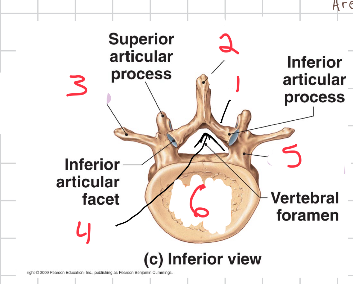 <p>Name the following 1-6 </p>