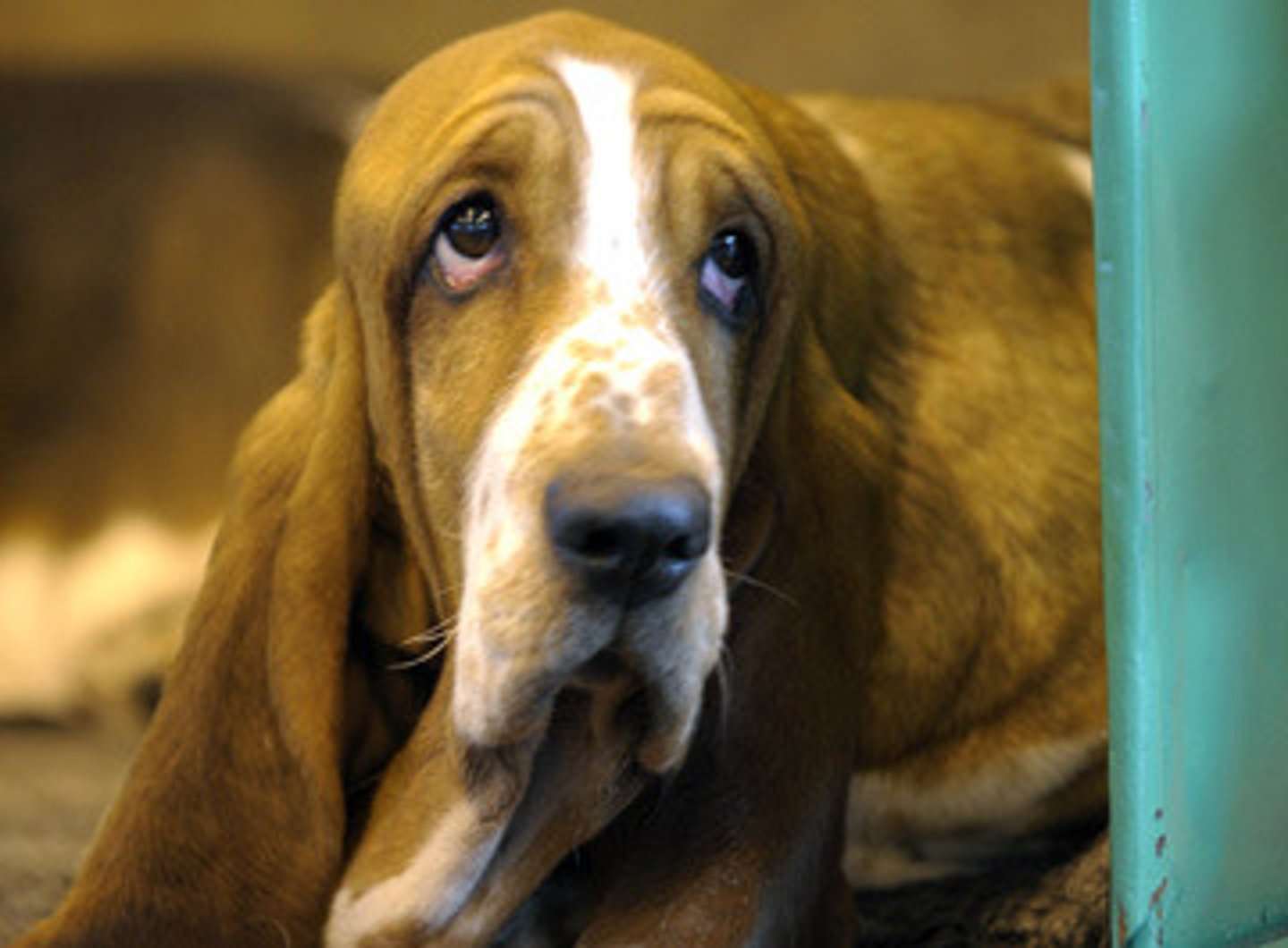 <p>(adv) looking pitiful, desperate or hopeless</p>