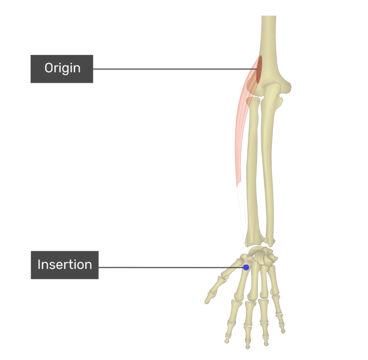 <p>extensor carpi radialis longus</p>