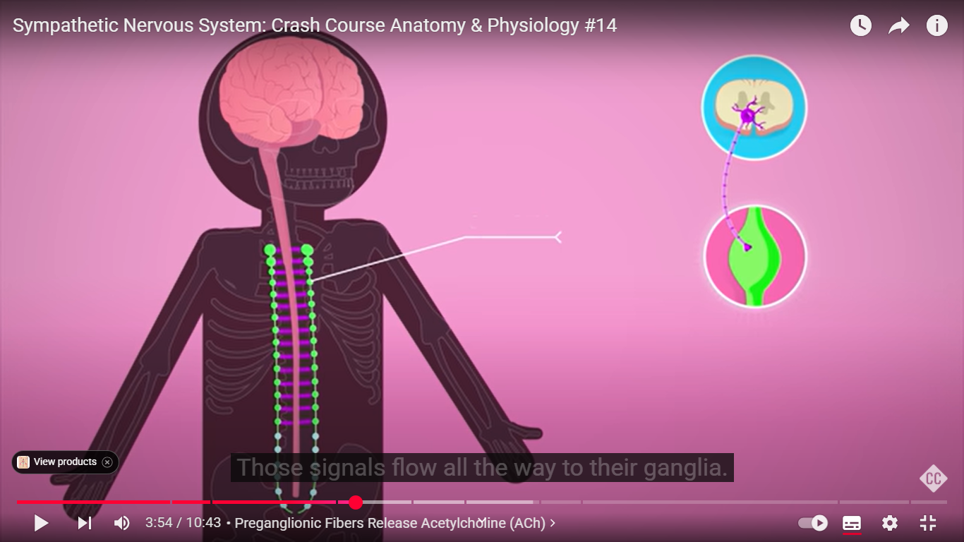 <p>if a stressful thing occurs, your brain sends action potential down your spinal cord and, _______ . Those signals flow all the way to their ganglia</p>