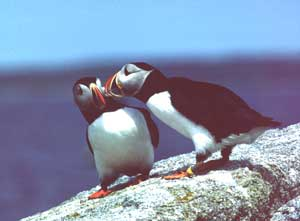 <p>higher than wide </p><p>loon </p><p>puffin </p>