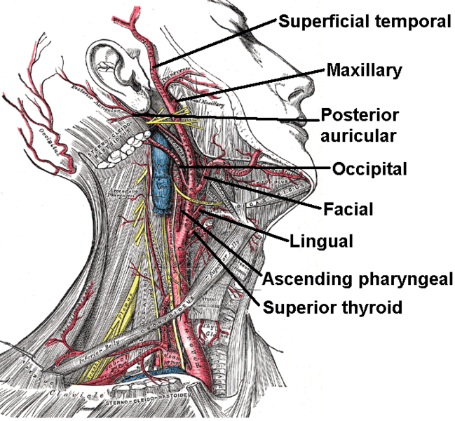 <p>T/F A. carotis externa:</p><p><strong>T -</strong> A. is in the carotid triangle</p><p><strong>F -</strong> B. gives off a. thyroidea inferior</p><ul><li><p>arises from the <strong>subclavian artery </strong>supplies thyroid gland and surrounding structures</p></li></ul><p><strong>T -</strong> C. supplies head and neck structures</p><p><strong>F -</strong> D. has baroreceptors at its origin - the bifurcation of the common carotid artery</p><ul><li><p><strong>baroreceptors</strong> are part of the <strong><u>common carotid artery</u></strong></p><ul><li><p>not the external carotid artery</p></li></ul></li></ul><p><strong>T -</strong> E. occurs at the upper border of the thyroid cartilage.</p>