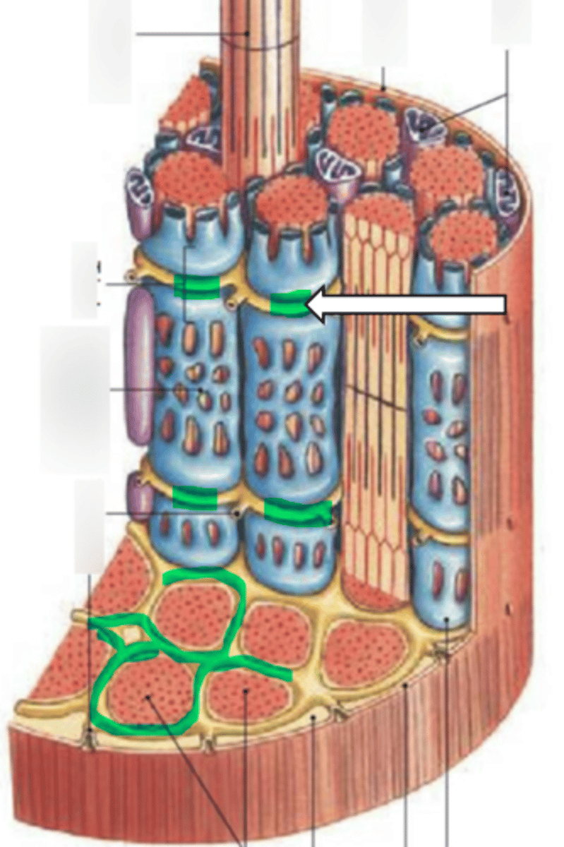 <p>name the structure</p>