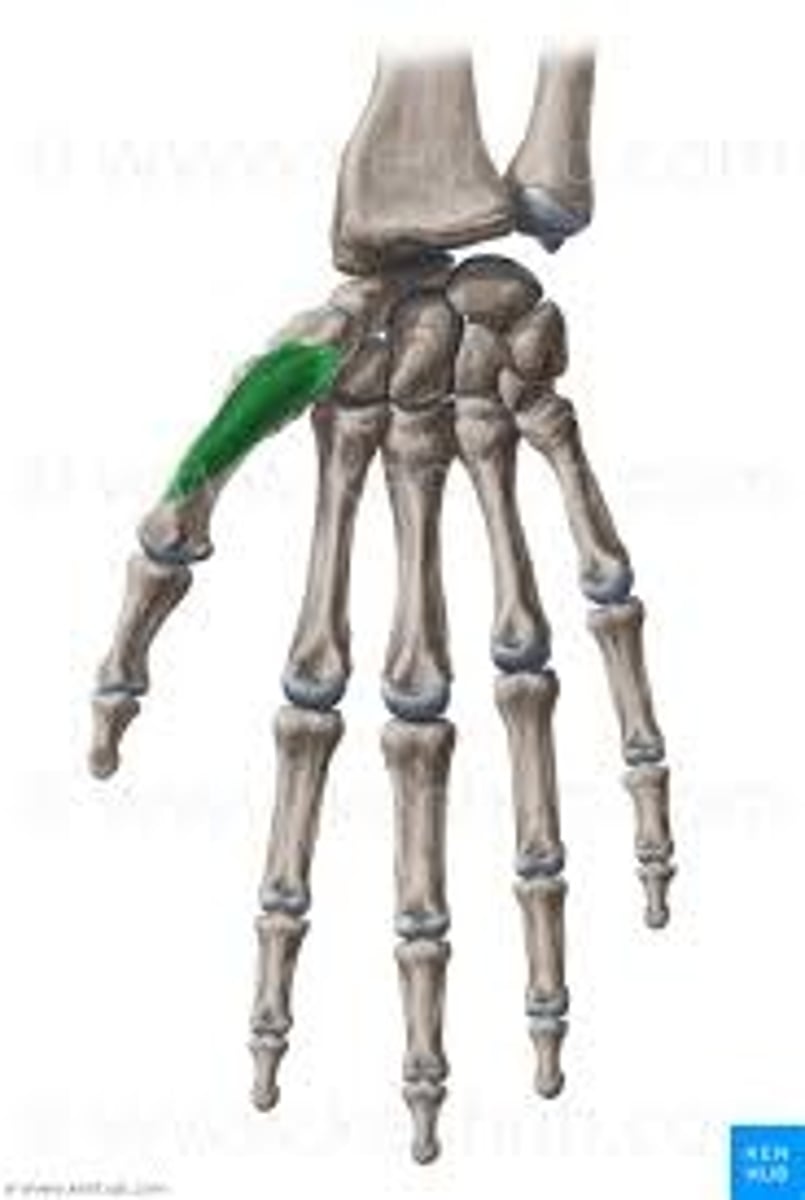 <p>lateral side of 1st metacarpal</p>
