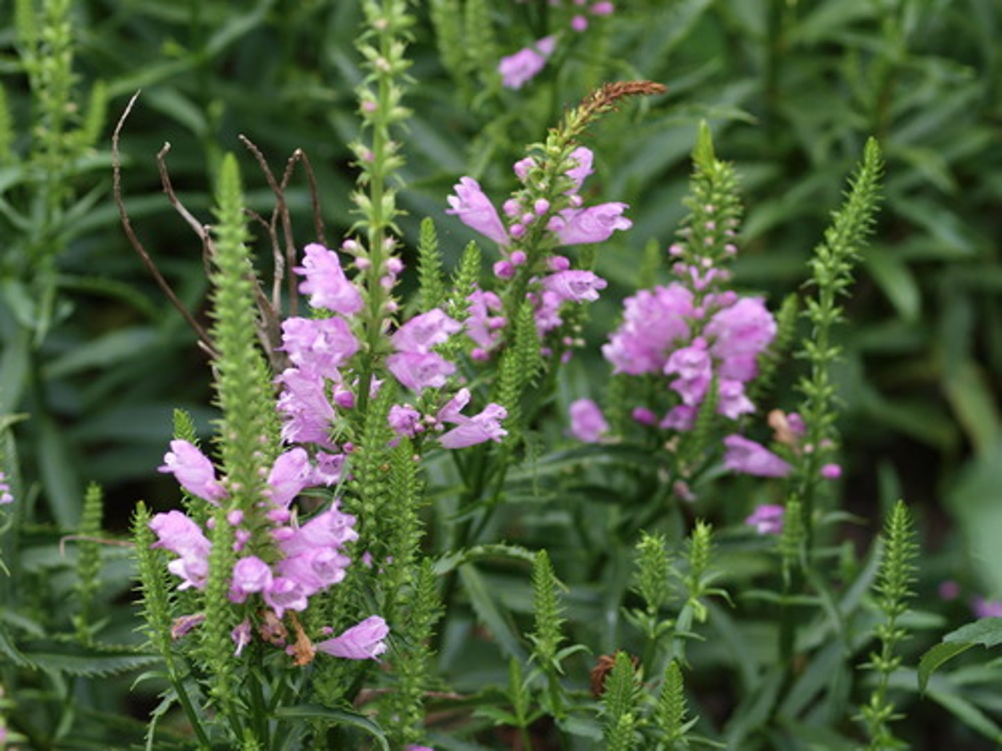 <p>obedient plant<br>-distinct bulge in corolla<br>-zygomorphic<br>-margins are serrate<br>-can move flowers around!</p>