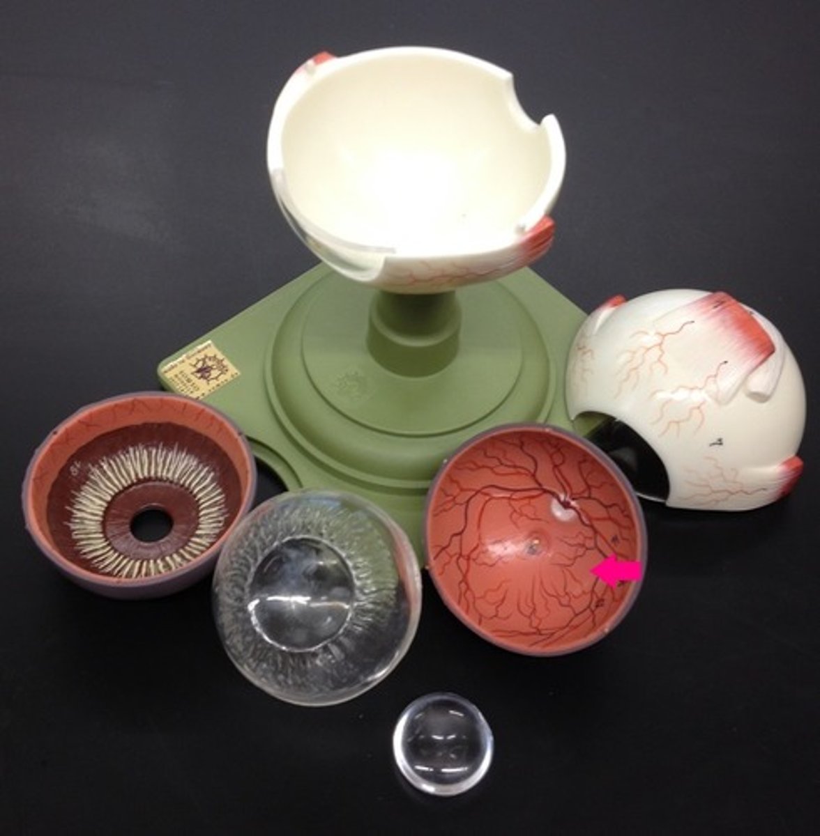 <p>Identify the orange layer.</p>