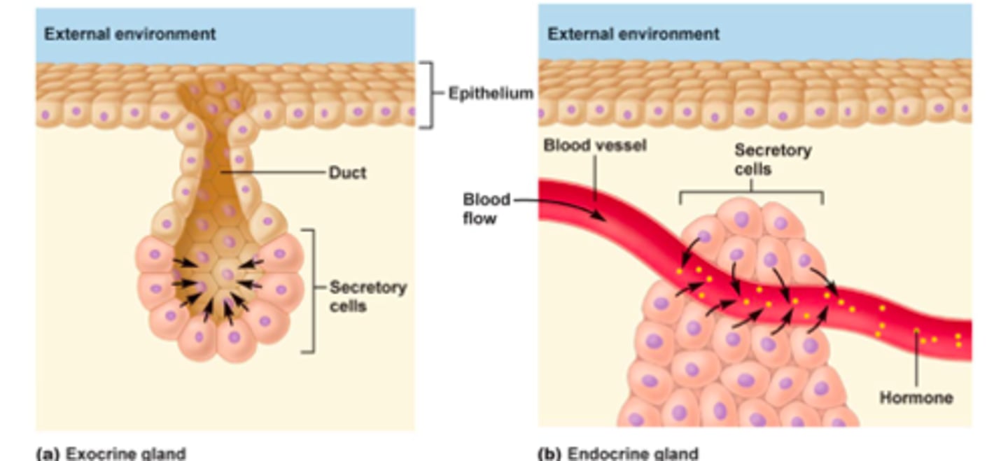 <p>Exocrine glands secrete their products into ducts, NOT BLOOD STREAM (ex: sweat, salivary)</p><p>Endocrine glands secrete hormones directly into the bloodstream</p>