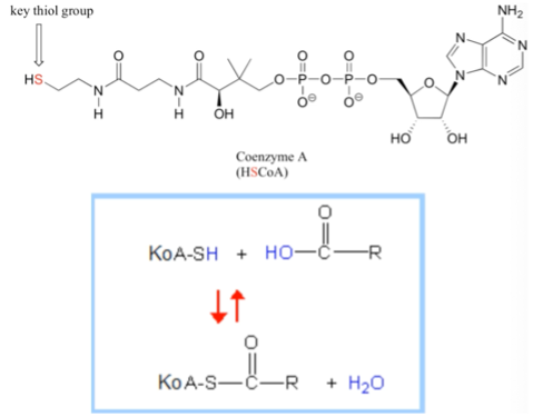 <p>Tioesteriai (makroerginis ryšys CS) - tarp anglies ir sieros</p><p>Dažnai aktyvinant junginius jie prijungiami prie daugiau energijos turinčių junginių. Daug tokių medžiagų yra prijungiama prie kofermento A, ir susidaro naujas makroerginis ryšys - C-S ryšys. Susidaro tioesteriai, pvz.: acetil-KoA, acil-KoA. Tokie junginiai hidrolizės metu atpalaiduoja 7,5 kcal/mol energijos.</p>