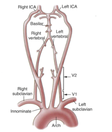 <p>Based off this image, which arteries intracranially provide all of the cerebral blood supply </p>