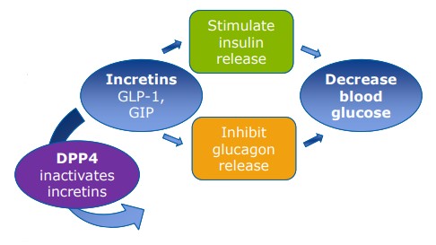 <ul><li><p>promote secretion of insulin to decrease blood glucose levels</p></li><li><p>produced and secreted by GIT (enteroendocrine cells - L cells in ileum)</p></li><li><p>e.g. glucagon-like peptide 1 (GLP-1)</p></li></ul>