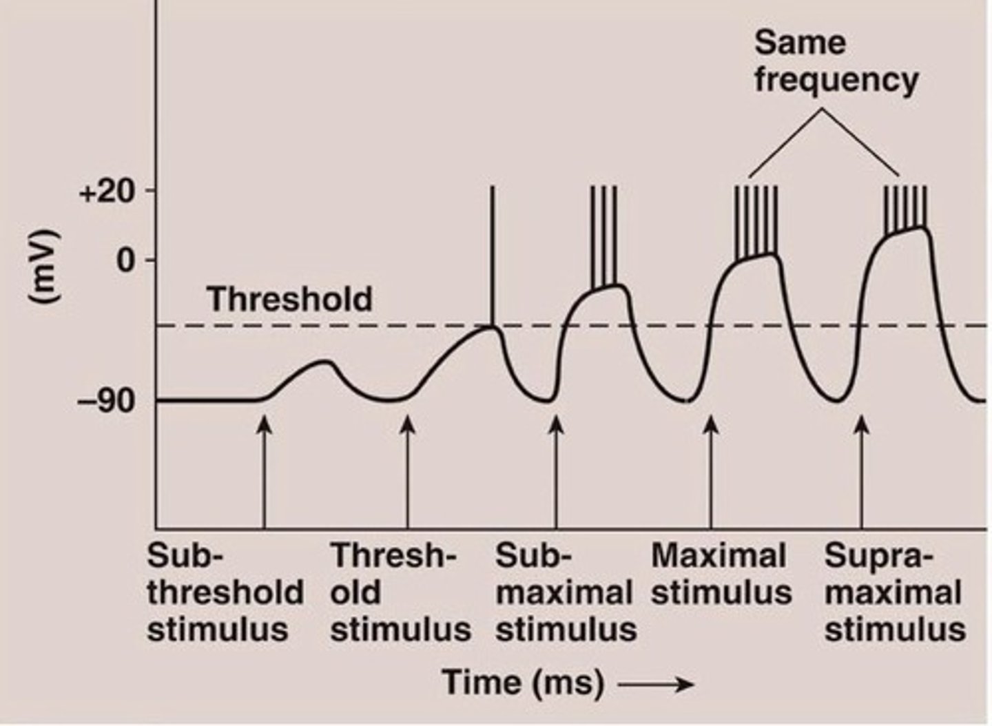 <p>Tell her that action potentials are always the same size, but that the intensity of her pain is encoded via the frequency with which nerve cells fire. It's not that the action potential is really big, but that many action potentials are being sent to her brain in a very short period of time.</p>