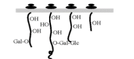 <p>Procollagen polypeptide chains are synthesized on the ribosomes of the rough endoplasmic reticulum and secreted into the lumen,</p>