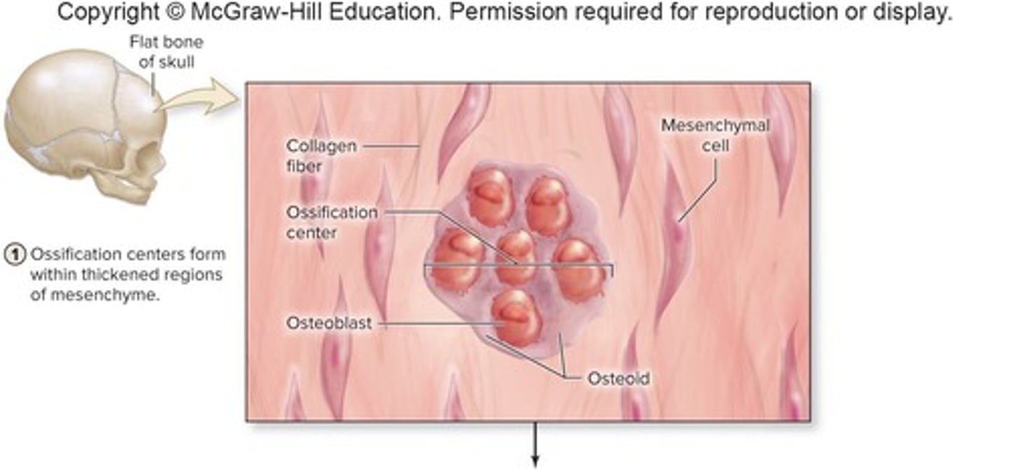 <p>A process that develops from mesenchyme (membrane of CT) and produces flat bones of the skull, some facial bones, mandible, and central portion of clavicle.</p>