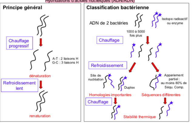 <ul><li><p>pp générale</p><p>→ chauffage progressif = dénaturation</p><p>→ refroidissement = renaturation </p><p></p></li><li><p>classification bactérienne </p><p>→ adn de 2 bactéries + isotope radioactif ou enzyme </p><p>→ chauffage </p><p>→ refroidissement = site de nucléation / duplex / appariement partiel </p><p>→ homologie imporantes / seq diff </p></li></ul>